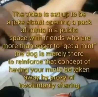 What The Dog is doing: Explained