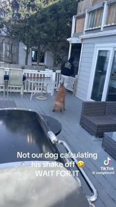 Dog has a clear mission