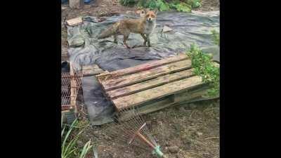 Leaving my keys on the floor while befriending a fox - WCGW?