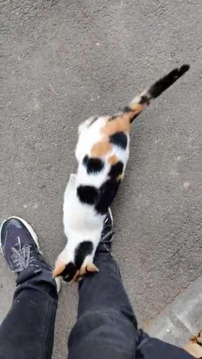 Catto wants some pets