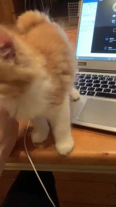 little criminal asserting his rights!