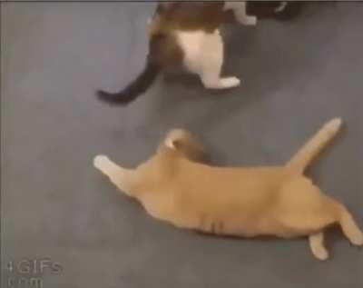 CaTTo TriEs iTs beSt tO sTop aN AttAcK oN ItS bEsTFriEnD's LiFE