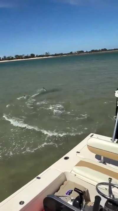 A ray launches itself out of the water to escape a hammerhead