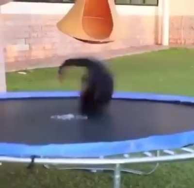 TRAINING FOR MONKI FLIP