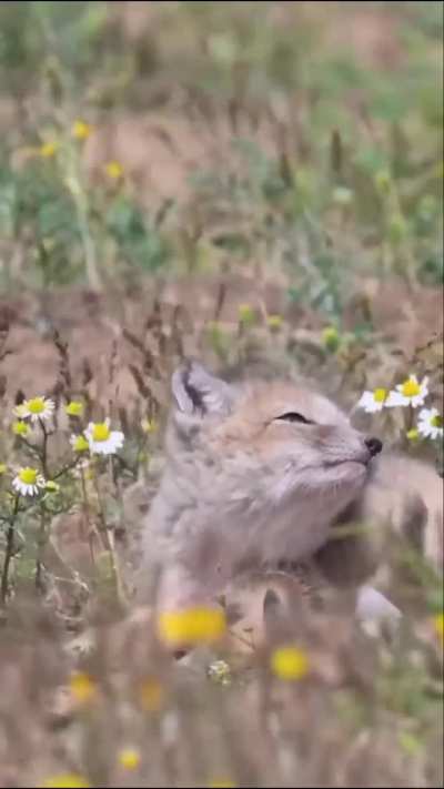 Yay foxxo pup found a nice place to rest