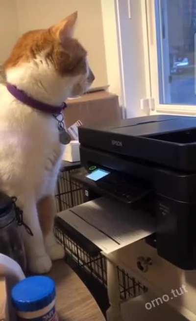 Office cat goes .....