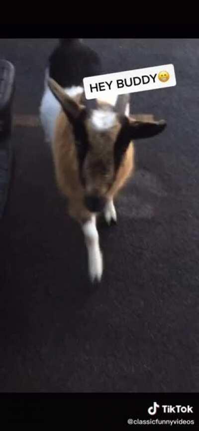 Ahora les pregunto que hubieran hecho ustedes