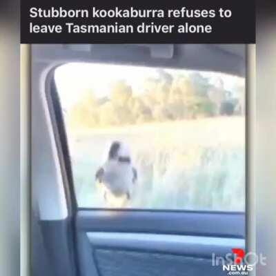Kookaburra
