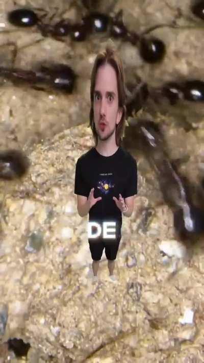 O que tem dentro de um formigueiro?