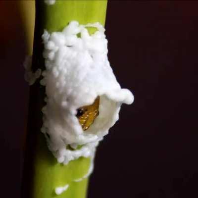 🔥 This caterpillar 3D-printing itself a nest 🔥