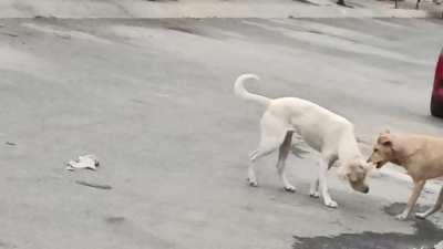 Unos perros de mi colonia se estaban peleando por un brasier