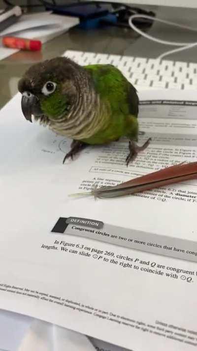 That’s a pretty feather. Can I have it?