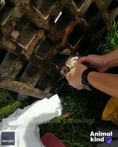 Firefighters help free a raccoon with its head stuck in a storm drain