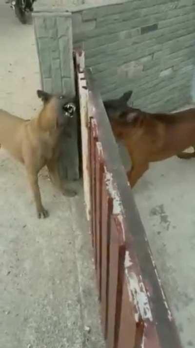 can anyone who ACTUALLY knows explain why the dogs are doing that