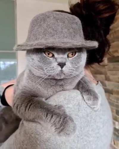 The cat in the hat made of its own fur