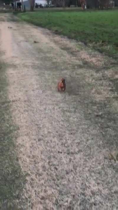 Ever see a dachshund go supersonic?