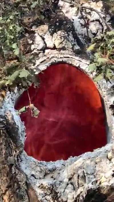 Tree of Fire - +3 fire resistance +3 tree damage +3 fire damage