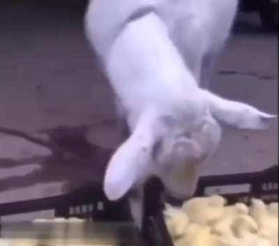 Just a goat having a snack