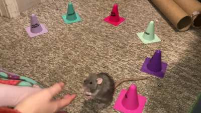 My amazing pet rat Cinnamon practicing weaving around cones in a semi-circle!