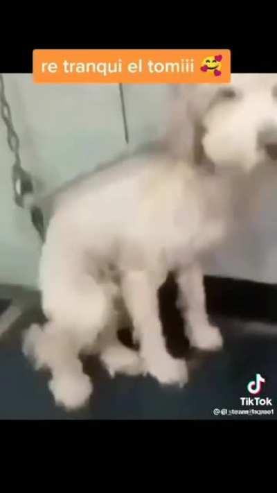 Grande el panita tomi 👍😃