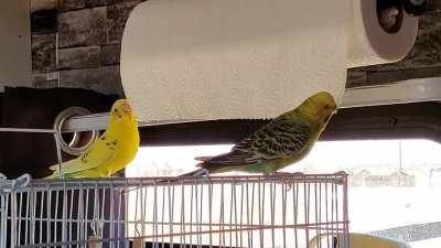 🍋Lemon&Lime double-teaming the paper towel roll