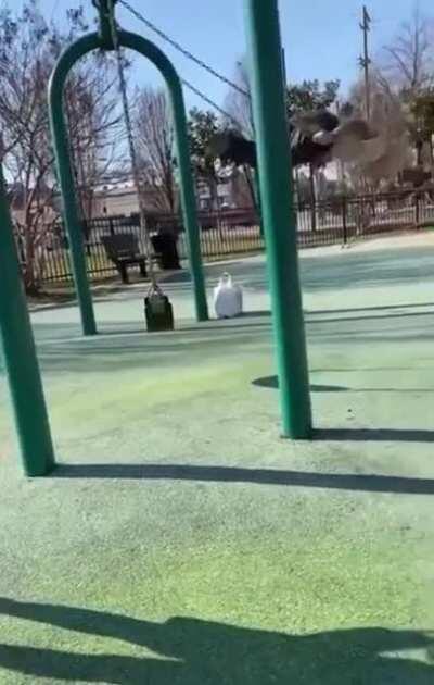 Grandpa still got it