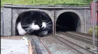 ⚠️⚠️⚠️ This is why you should NEVER stay near the exit of a railway tunnel!