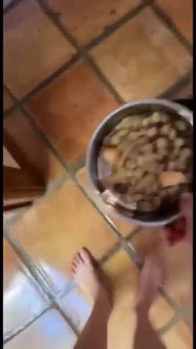 gatos e outros animais