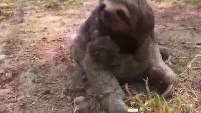 A crying baby sloth was reunited with its mother after evacuation from a Bolivia wildfire