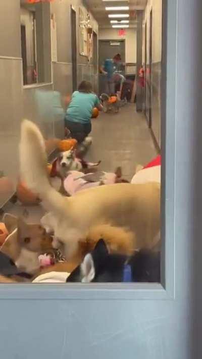 Doggy daycare costume party...