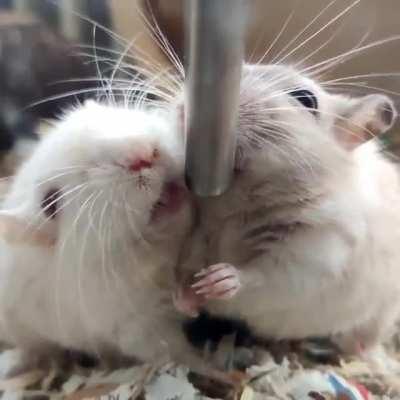 I think this video is cute and wanted to share ☺️