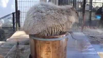 Capybara spa day