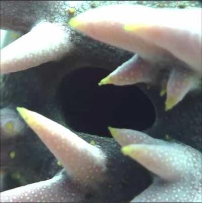 Thanks, I hate sea cucumbers with sound