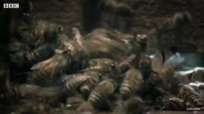 RKER GET HIM HE RK TOXIC TOXIC RKER RKER