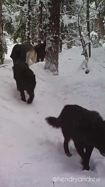 🔥 Wolf pack caught on trailcam in the forests of BC, Canada
