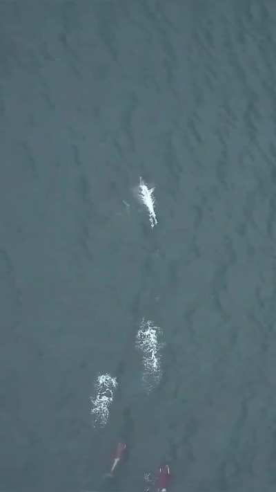 New research published in Scientific Reports posits that killer whales (Orcinus orca) off the coast of British Columbia may be forging hunting partnerships that bridge a species divide.