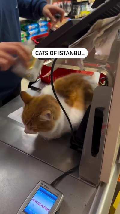 Cats Of Istanbul