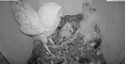 Pigeon laid an egg in a barn owl nest