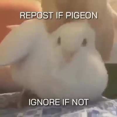 My friends, look at this cool bird