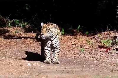 This beautiful big and stocky young male was sighted yesterday by the Salobra river in the southern Pantanal.