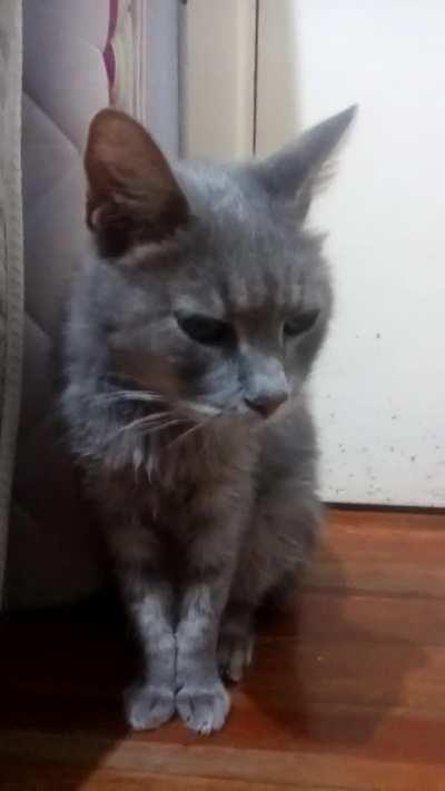 Ayuda con un gato enfermo