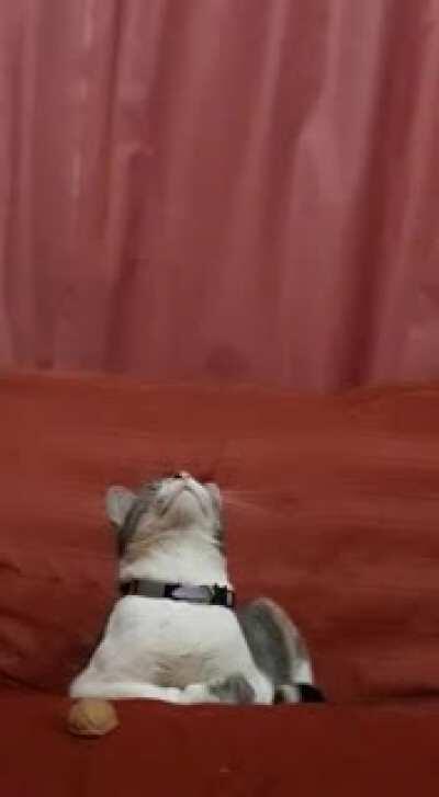 This cat is so easy to fool