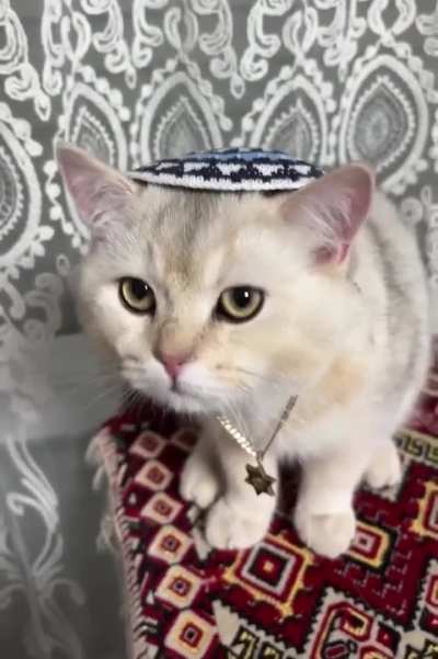 Against the jihad warrior lynx bro, juice have only got a promised zion car