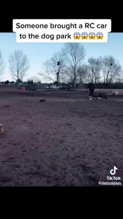 A little fun at the dog park