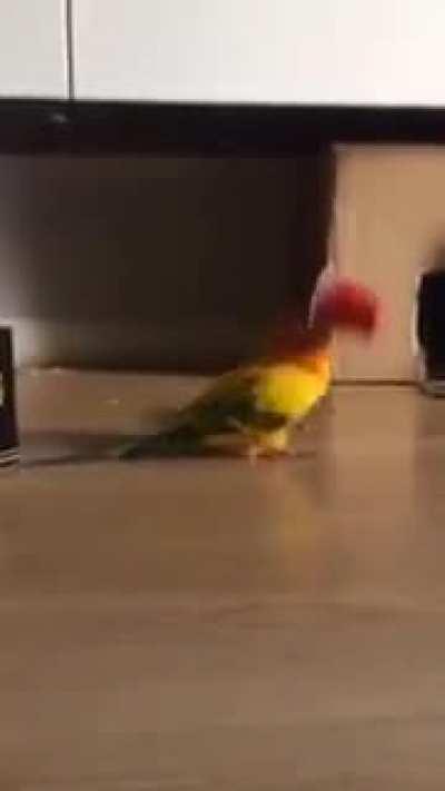Birb gives off a lot of vibes