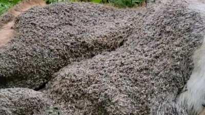 Found a deer being decomposed by maggots today.