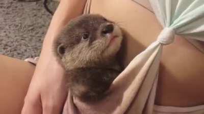 Otter accepting its situation