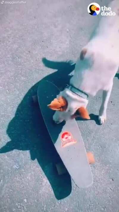 Dog accidentally breaks his favorite rock — then waits patiently while it’s in “rock surgery”