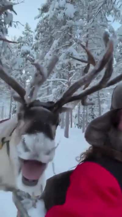 wunkolph the wunk nosed wunkus