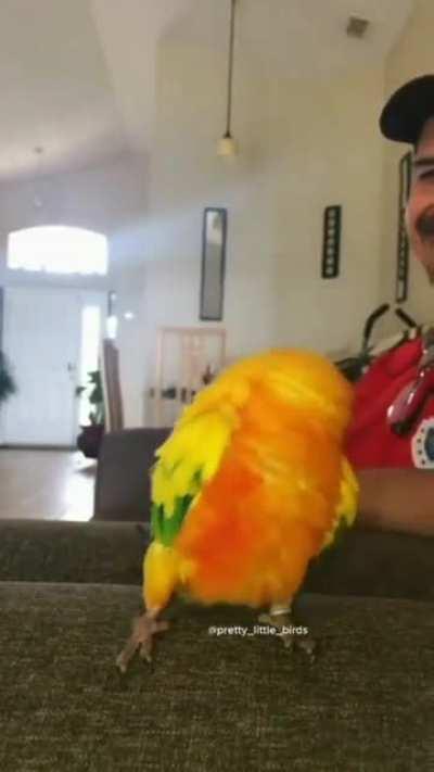 Vocês querem uma sequência de vídeos como esse para fechar a semana das aves do u/Deinomaxwell ?